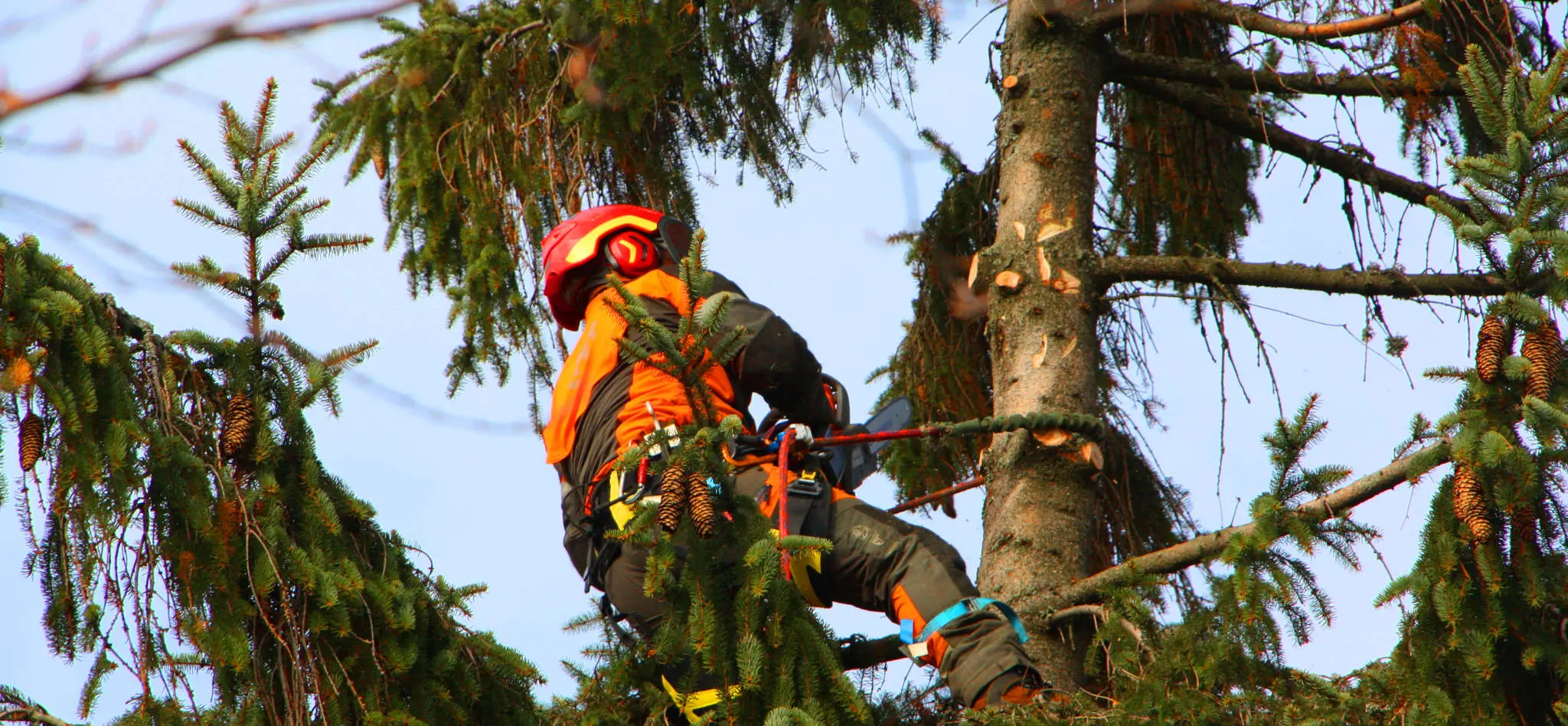 Florian Huster klettert auf einen Baum zur Fällung, gesichert mit Kletterseilen