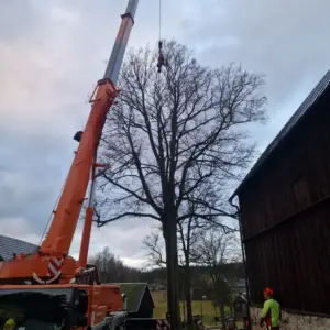 Zu sehen ist ein großer Kran der bei der Baumfällung im Vogtland unterstützt