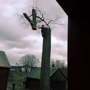 Florian Huster fällt einen Baum mit Seilklettertechnik und einem Autokran