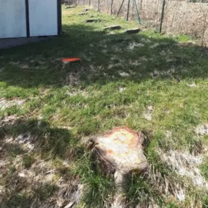 Auf dem Bild sind zwei Wurzeln vor der Entfernung mit der Wurzelfräse zu sehen